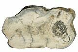 Mammoth Molar Slice With Case - South Carolina #291078-1